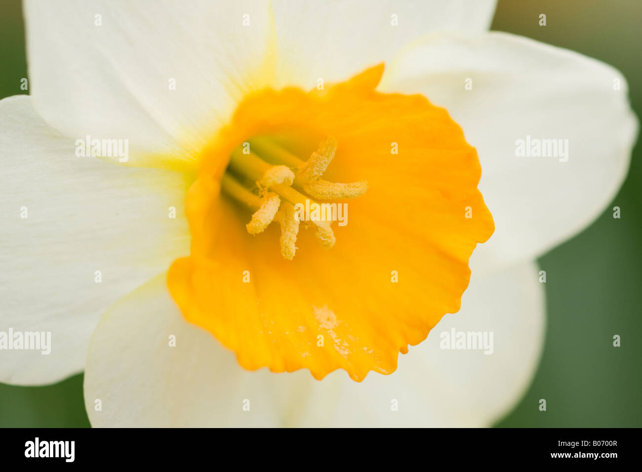 Gros plan sur un jonquille blanc bicolore (Narcisse) avec trompette jaune  en fleur au printemps au Royaume-Uni Photo Stock - Alamy