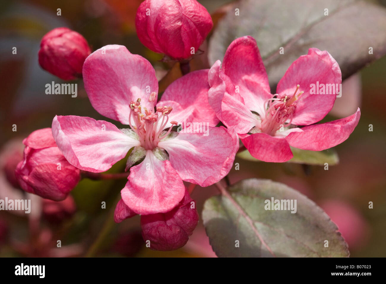Fleur rose de l'arbre À Fleurs de crabe (Malus spectabilis 'Riversii') au printemps Banque D'Images