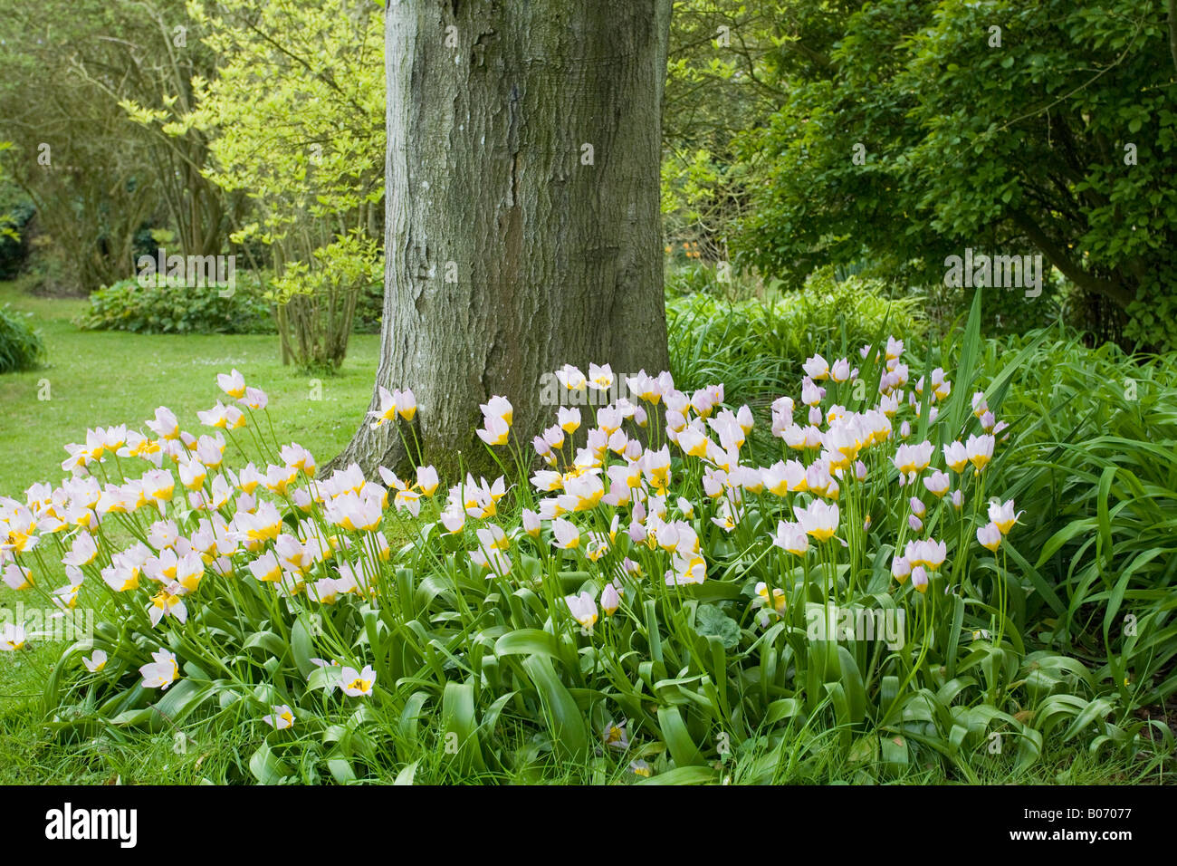 Un clamp de tulipes de Candia (Tulipa Saxatilis) en fleur au printemps sous ombre de l'arbre. Sussex, Angleterre Banque D'Images