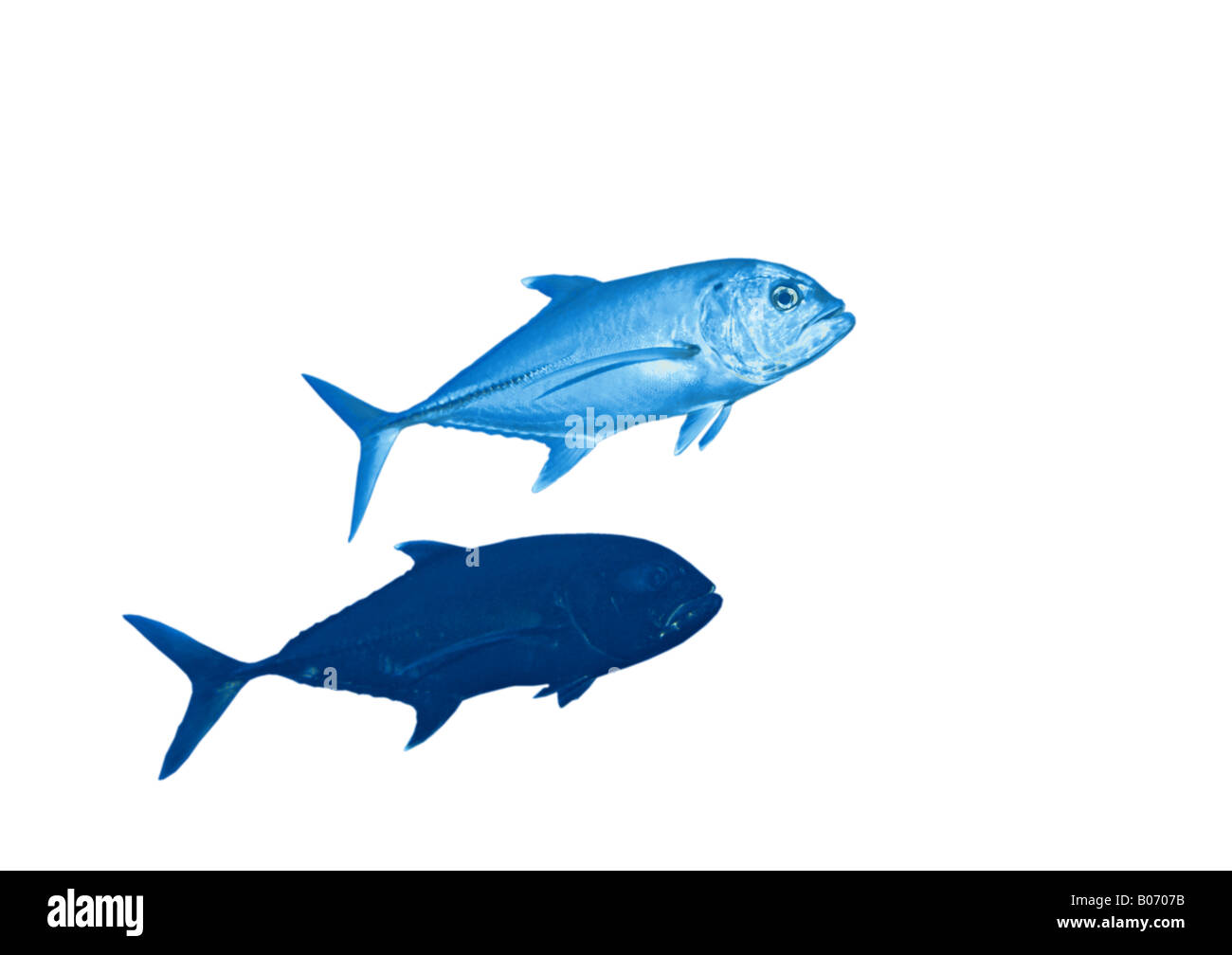 Caranx sexfasciatus caranges Jack Poissons Le poisson de l'Océan Indien de la mer Rouge, Egypte Banque D'Images