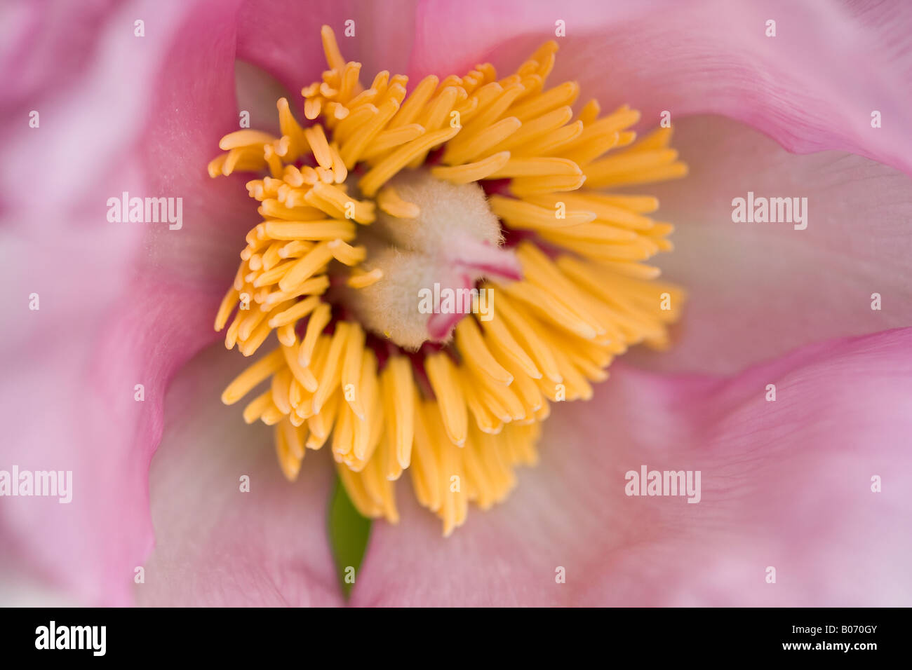 Un gros plan du centre d'une fleur de pivoine rose pastel (Paeonia) au printemps Banque D'Images