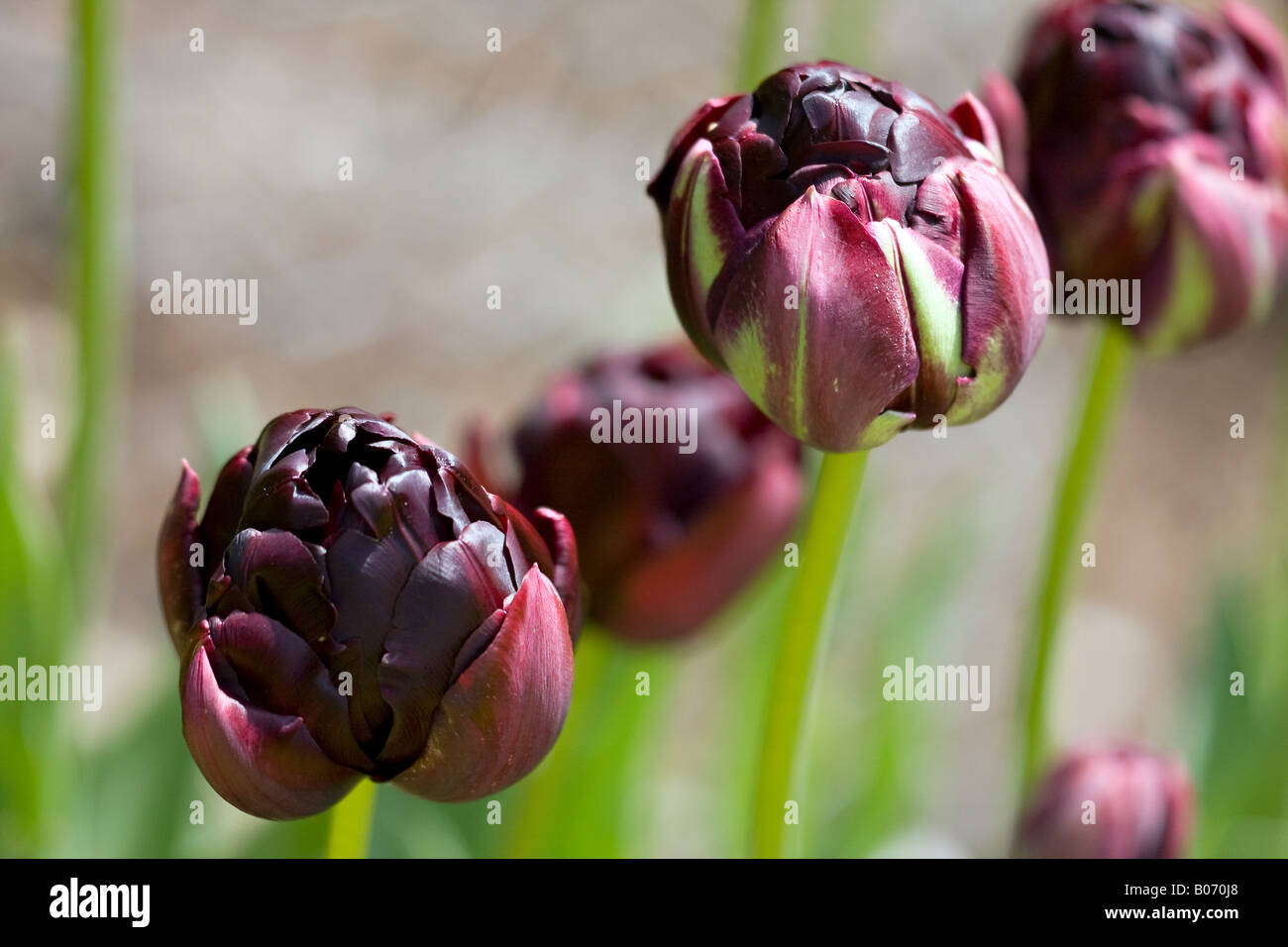 Tulipes de couleur bordeaux, presque noire, fleuris au printemps Banque D'Images