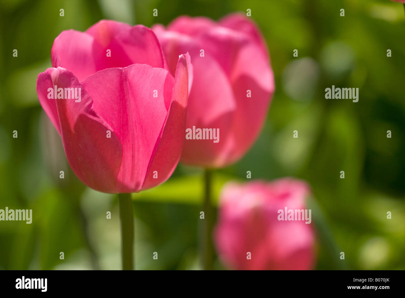 Tulipes roses profondes en fleurs au printemps Banque D'Images