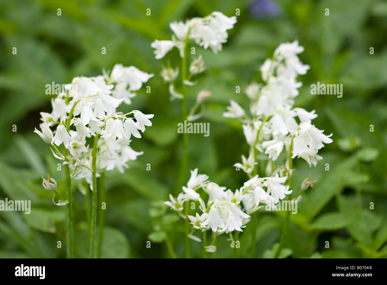 Des cloches blanches (jacinthoides hispanica) en fleur au printemps Banque D'Images