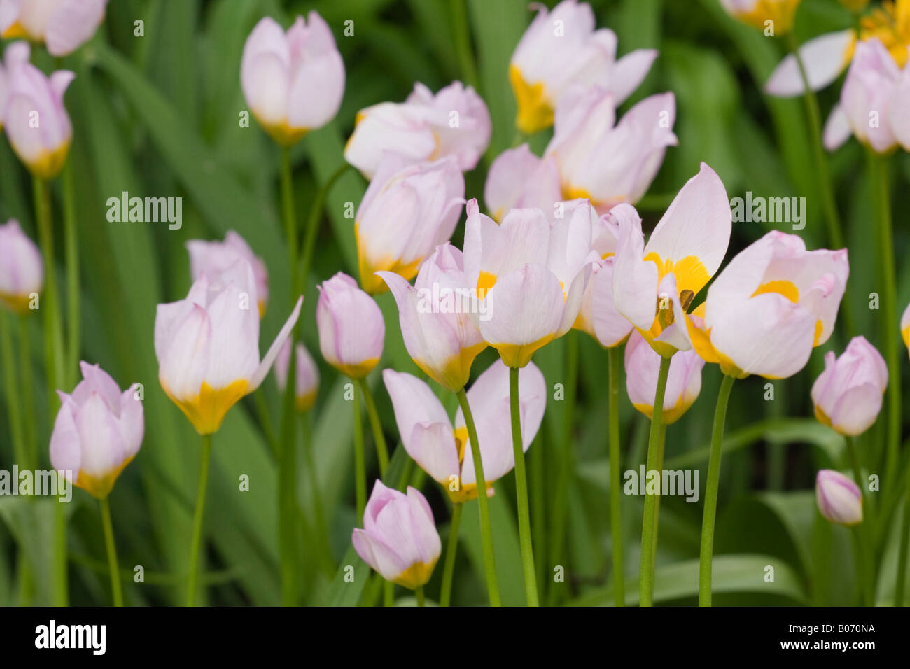 Plusieurs tulipes de Candia (Tulipa Saxatilis) en fleur au printemps Banque D'Images