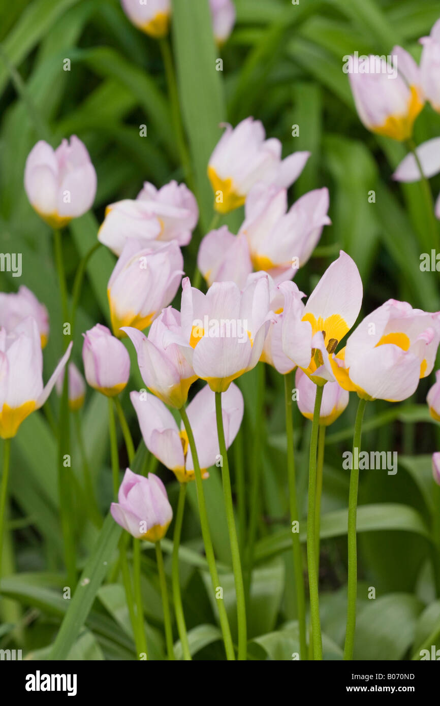 Plusieurs tulipes de Candia (Tulipa Saxatilis) en fleur au printemps Banque D'Images