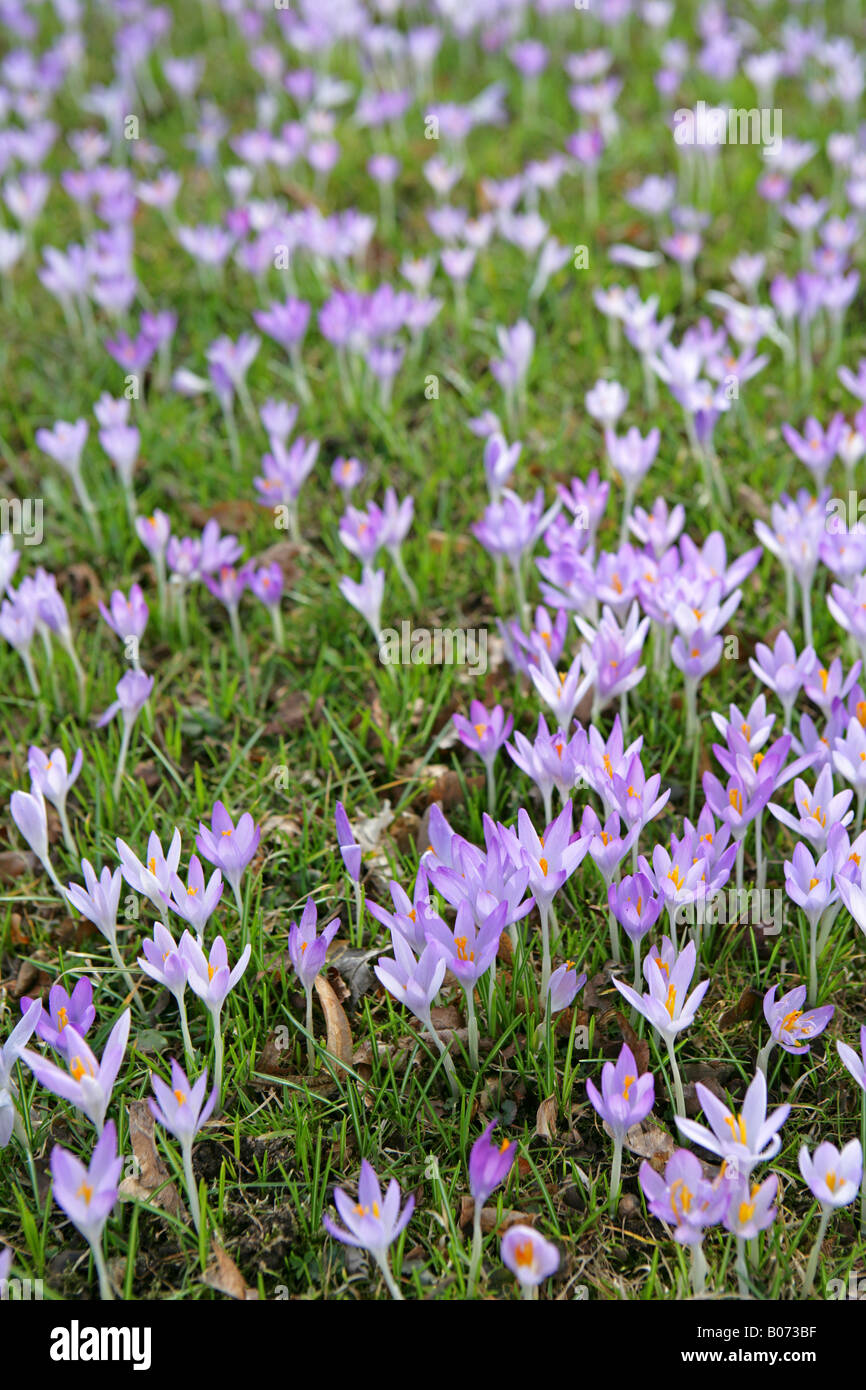 Bluehende Krokusse im Fruehling, crocus floraison au printemps meadow - dutch crocusses (Crocus vernus) Banque D'Images