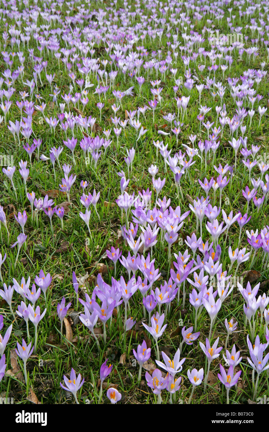 Bluehende Krokusse im Fruehling, crocus floraison au printemps meadow - dutch crocusses (Crocus vernus) Banque D'Images