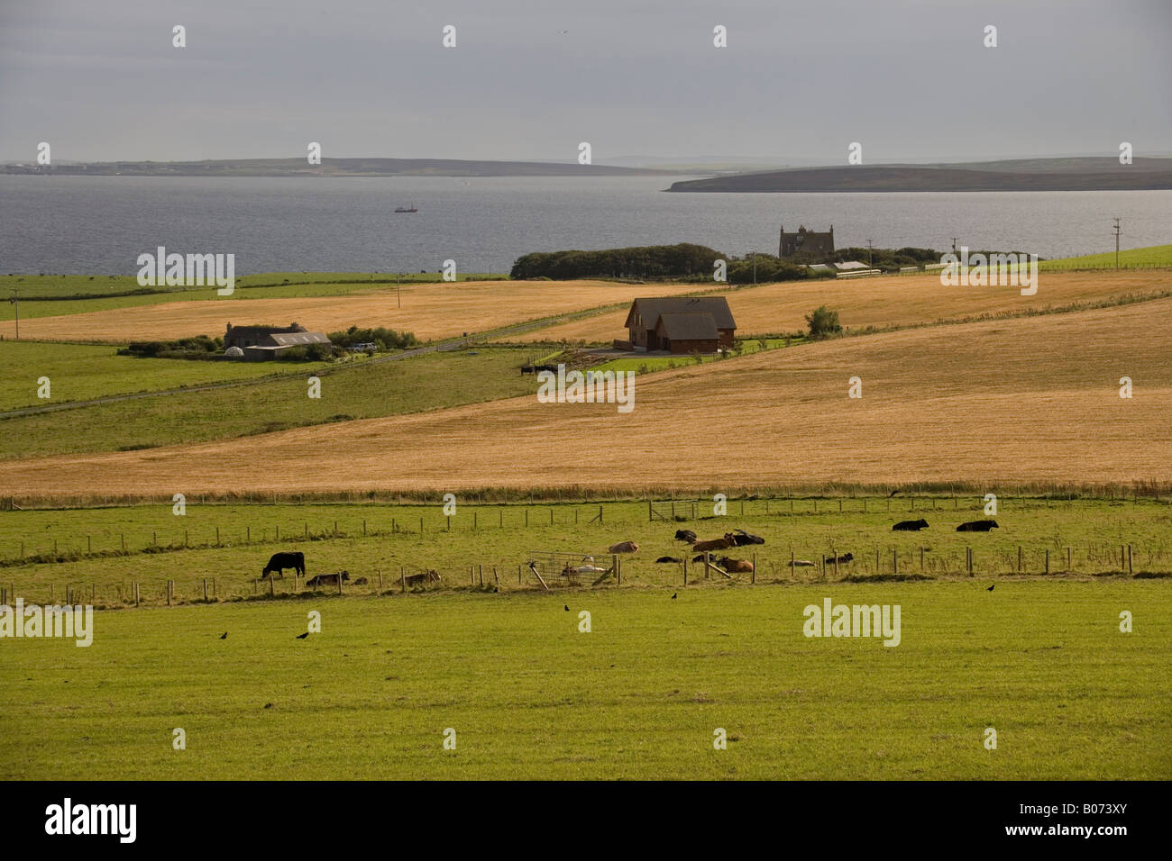 À côté de terres agricoles de Scapa Flow Orkney Orphir Banque D'Images