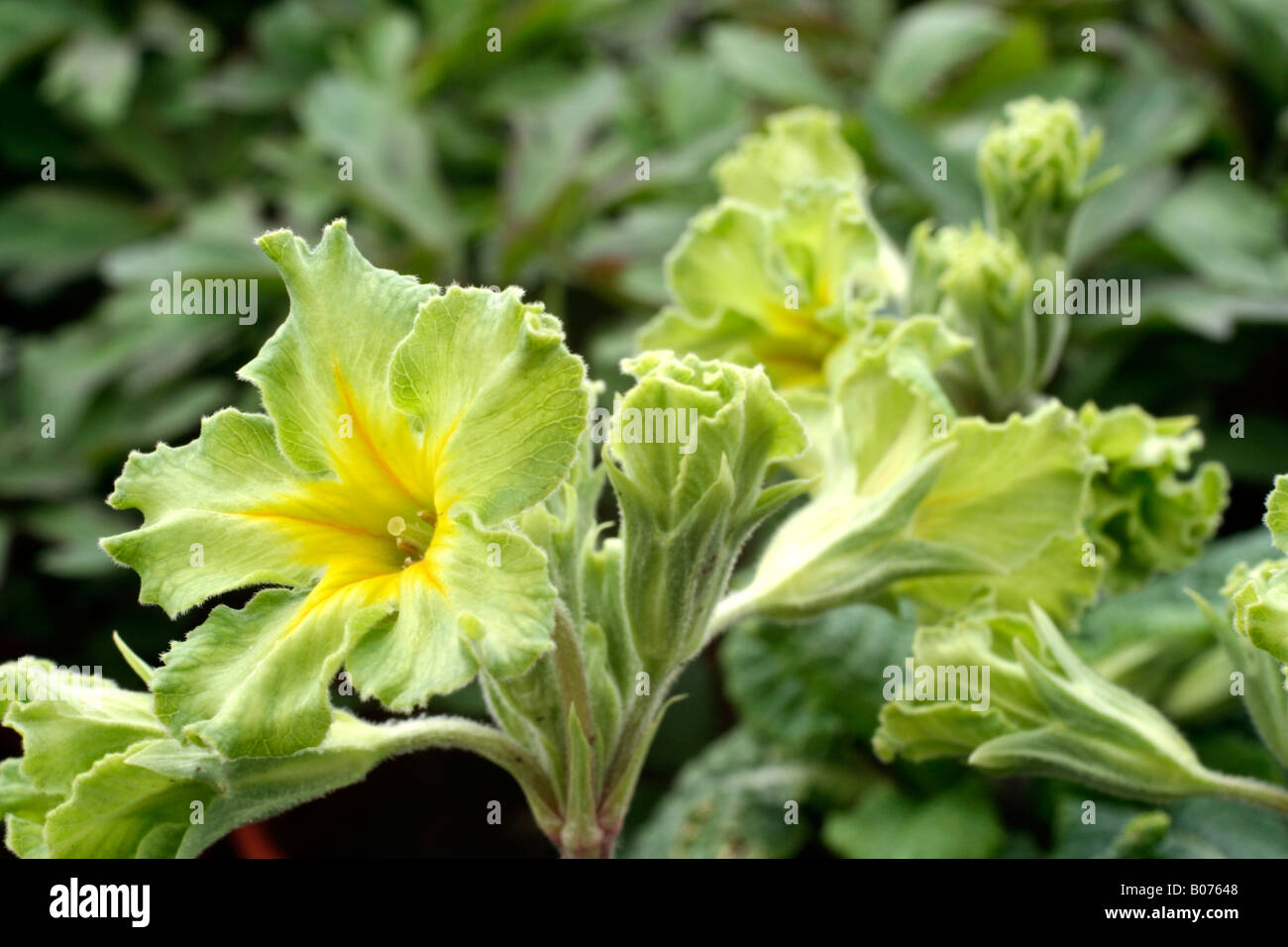 PRIMULA FRANCISCA Banque D'Images