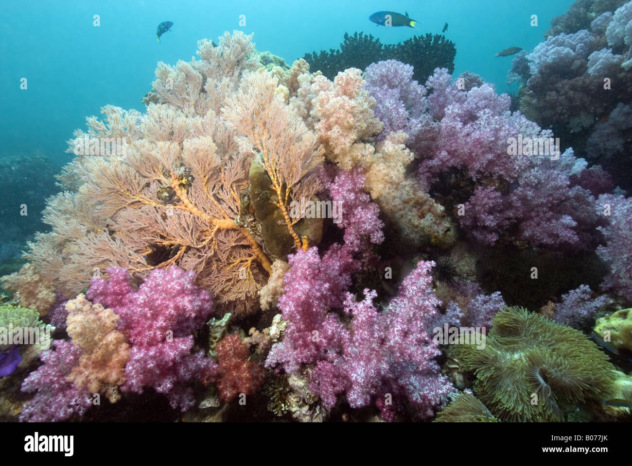 Gorgones sur des récifs coralliens avec fond bleu sous l'eau Banque D'Images