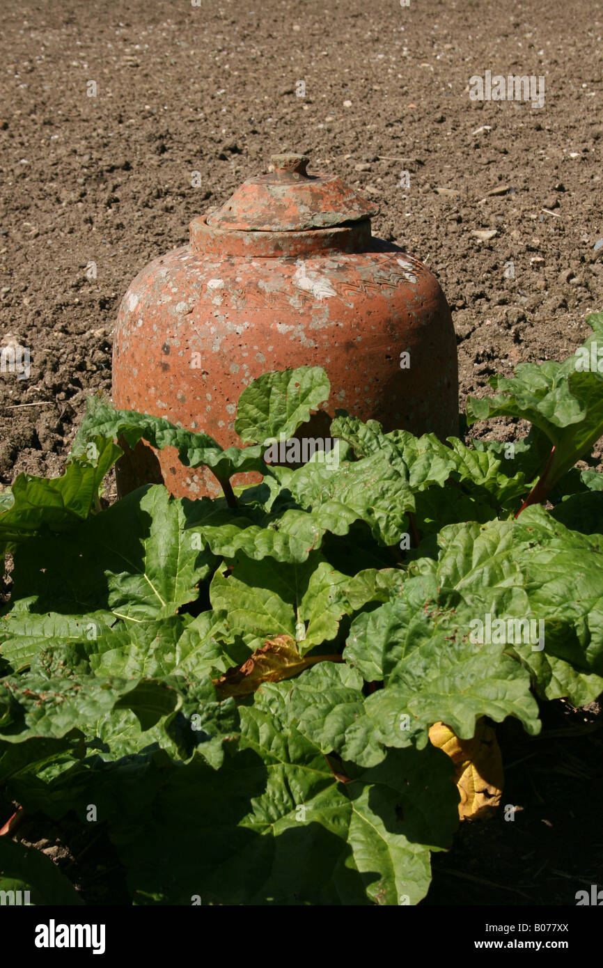 La rhubarbe et forçant JAR DANS JARDIN DE PRINTEMPS. L'ANGLETERRE Banque D'Images