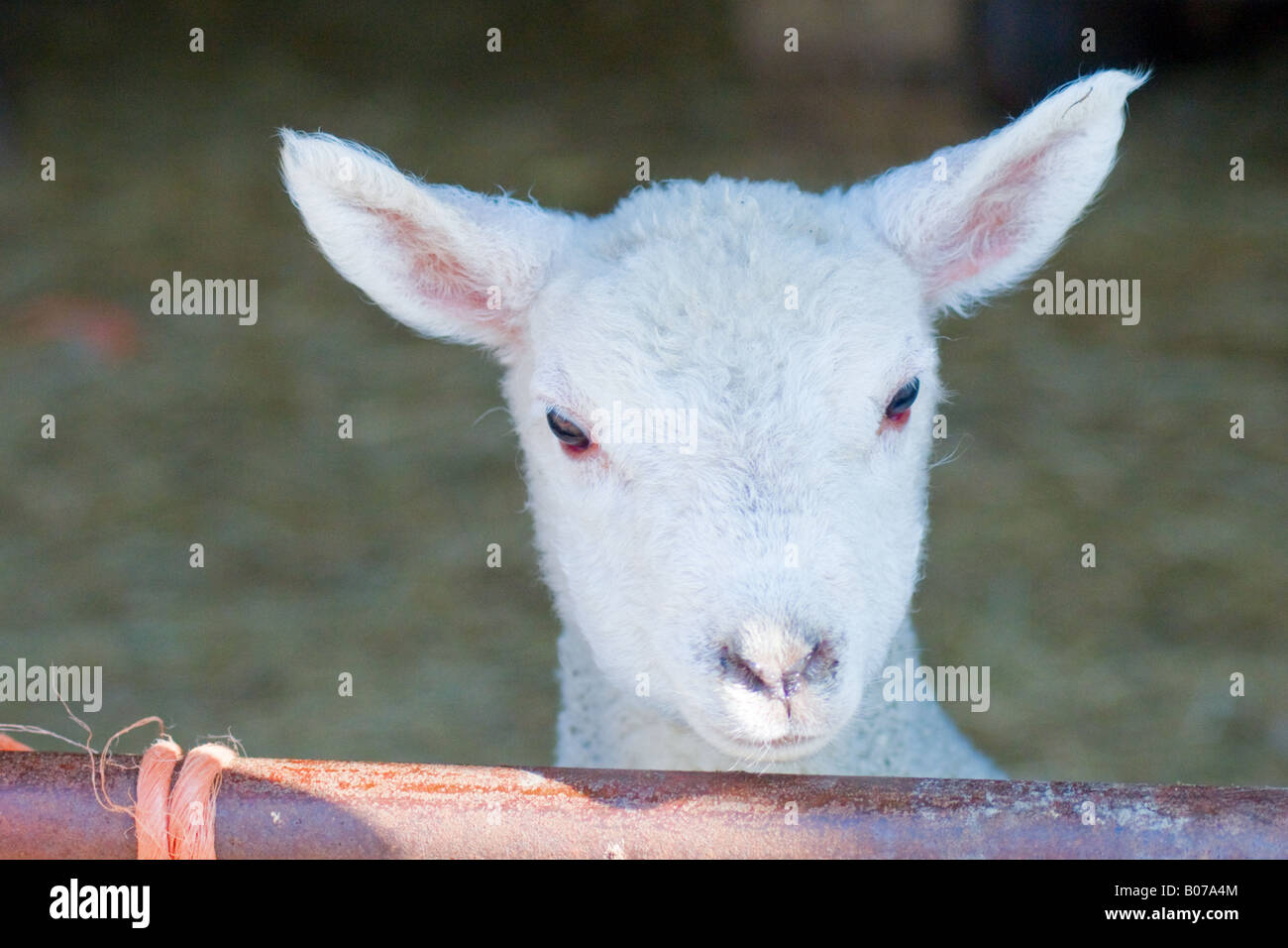 Lamb head shot Vue depuis l'avant. Close up Banque D'Images