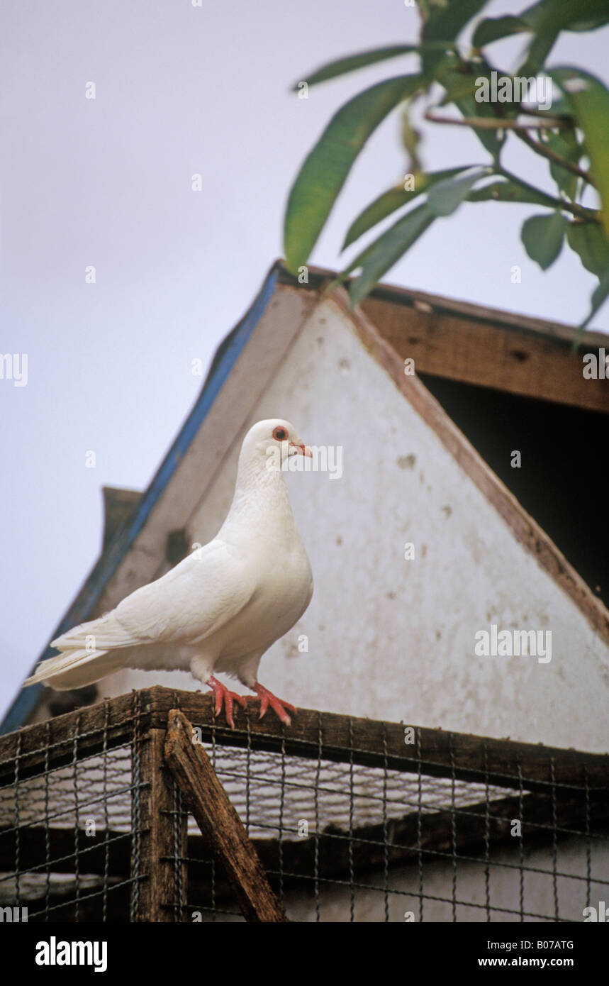 Pigeon voyageur transporteur Columba livia domestica Taïwan Taitung Banque D'Images