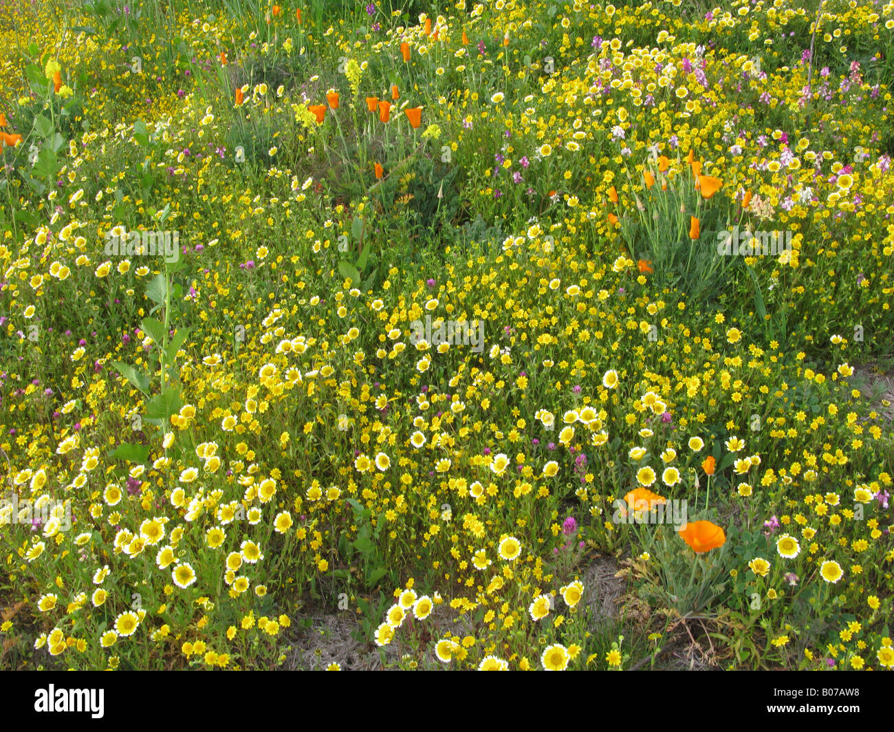 California wildflowers Banque D'Images