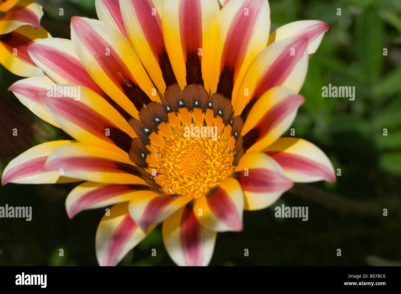 Prairie zinnia Zinnia grandiflora Asteraceae Banque D'Images