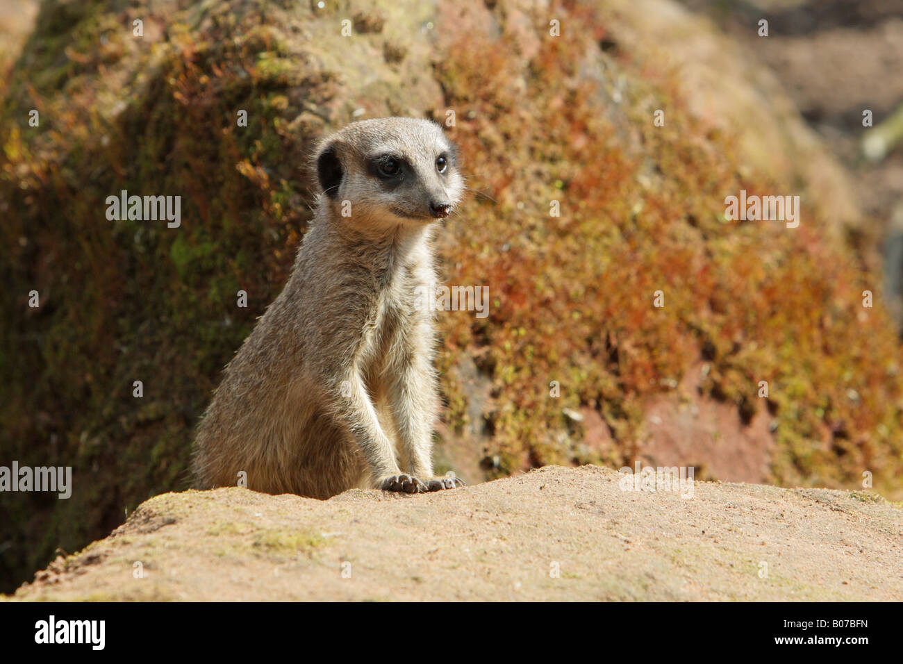 Meerkat Suricata suricatta avec ses pattes de devant sur un rocher à l'extérieur d'un trou dans les rochers Banque D'Images