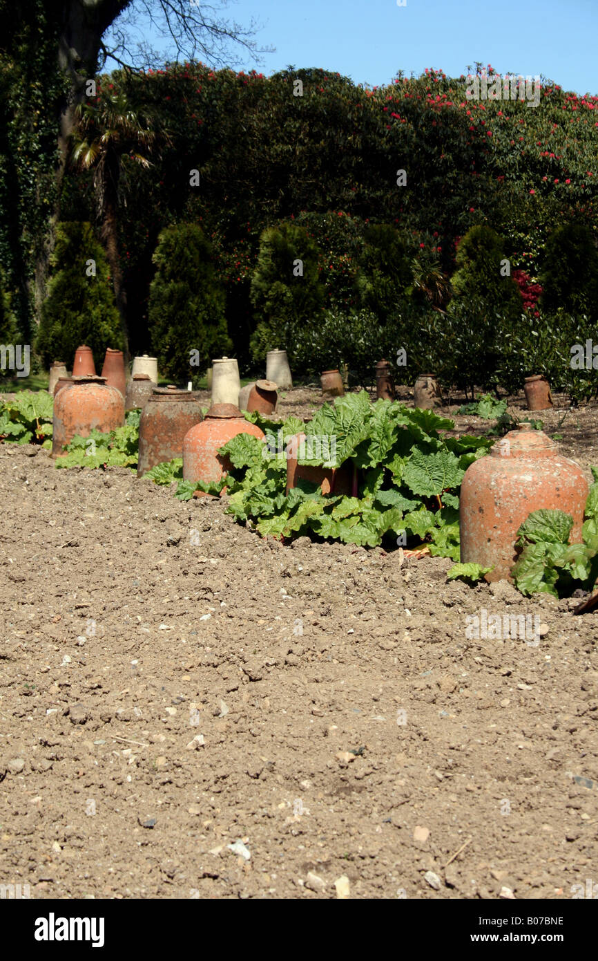 La rhubarbe et forçant JAR DANS JARDIN DE PRINTEMPS. L'ANGLETERRE Banque D'Images