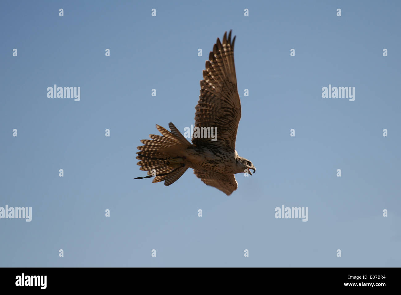 Le vol du faucon pèlerin et chasse en exposition publique à Madrid, Espagne Banque D'Images
