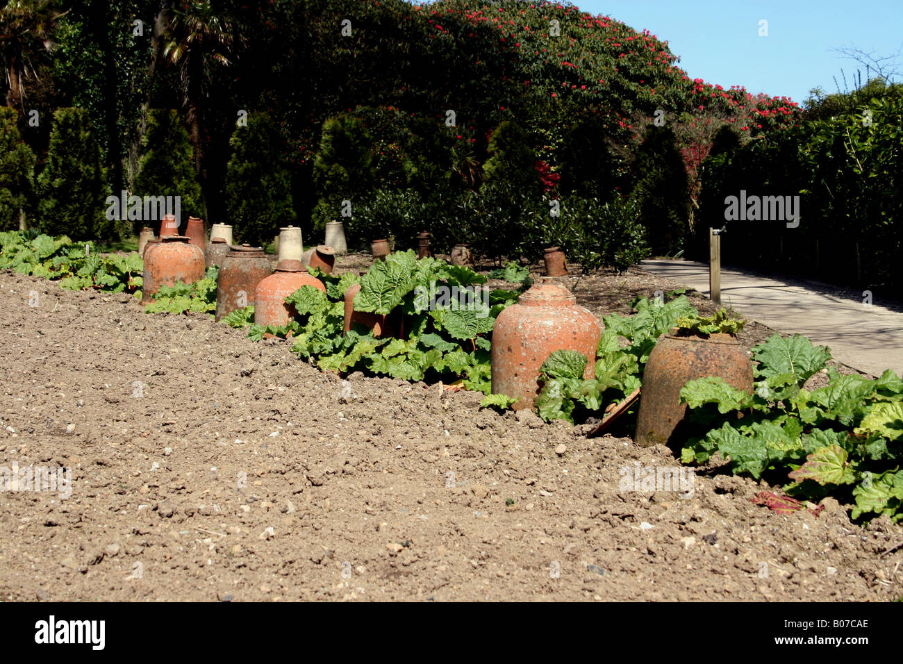 La rhubarbe et forçant JAR DANS JARDIN DE PRINTEMPS. L'ANGLETERRE Banque D'Images