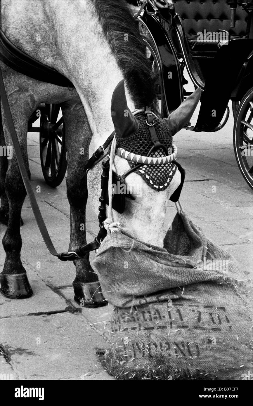 Un cheval mange c'est le déjeuner sur la place. Banque D'Images