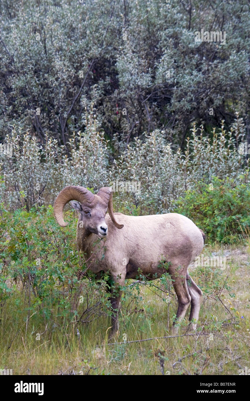 Mouflons, Jasper National Park, Alberta, Canada Banque D'Images