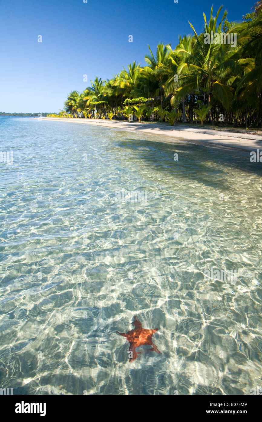 Panama, Bocas del Toro, Province de l'île l'Île de Colon (Colon) Star Beach, Star poissons en mer Banque D'Images
