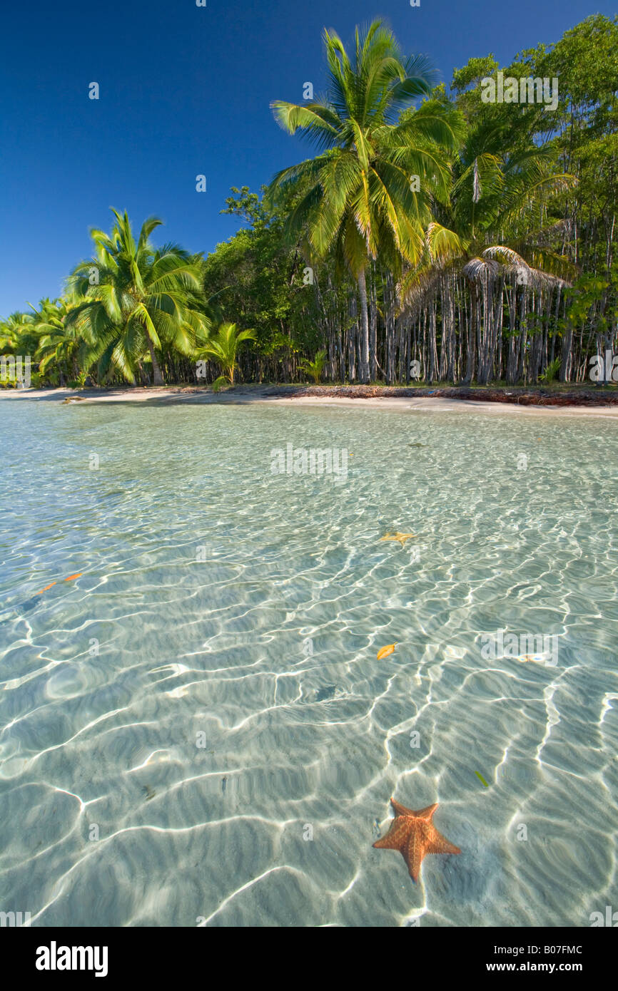 Panama, Bocas del Toro, Province de l'île l'Île de Colon (Colon) Star Beach, Star poissons en mer Banque D'Images