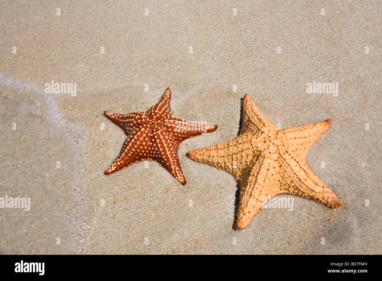 Panama, Bocas del Toro, Province de l'île l'Île de Colon (Colon), Étoiles de Star Beach Banque D'Images