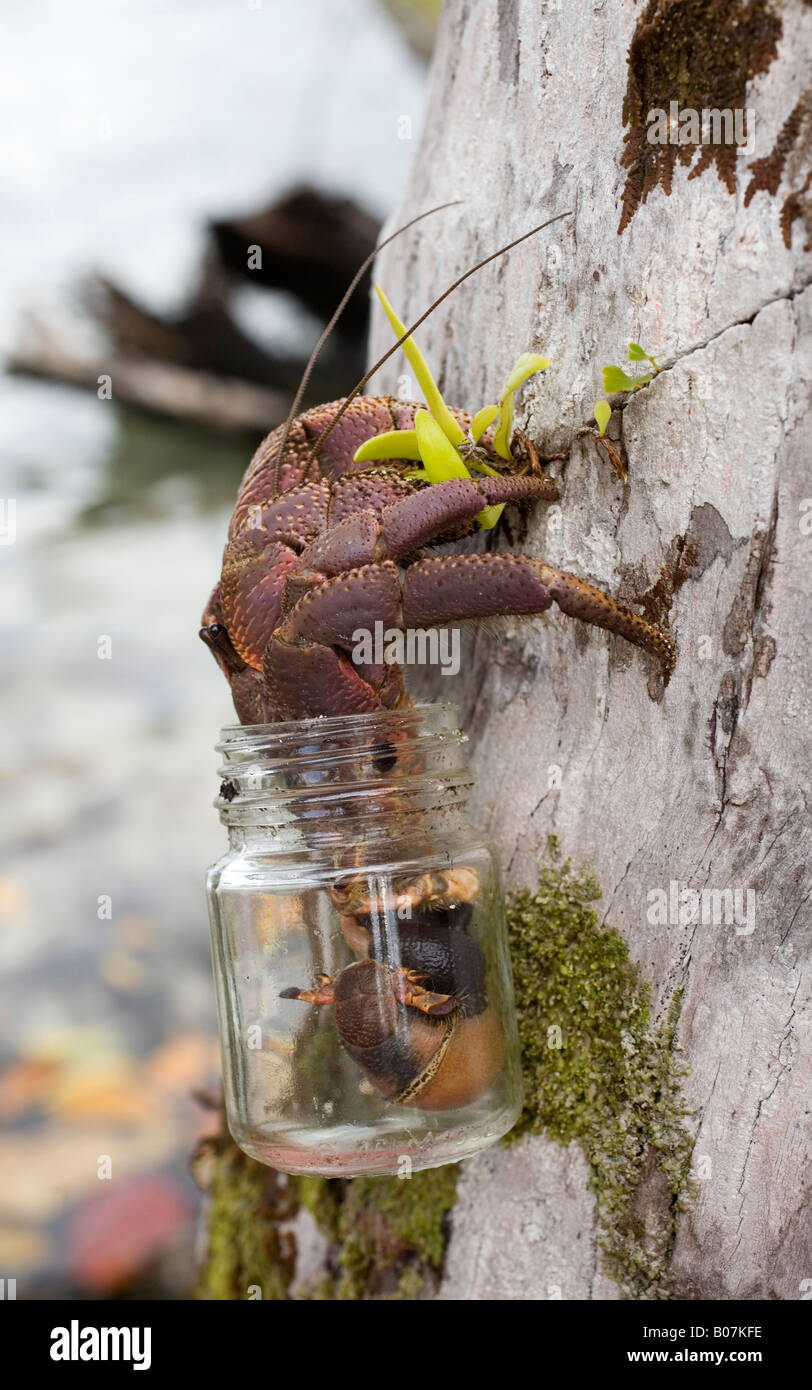 Le crabe hermite terrestre, Coenobita, est capable de rester hors de l'eau pendant de longues périodes, mais fraie sous l'eau. Porter un bocal en verre mis au rebut Banque D'Images