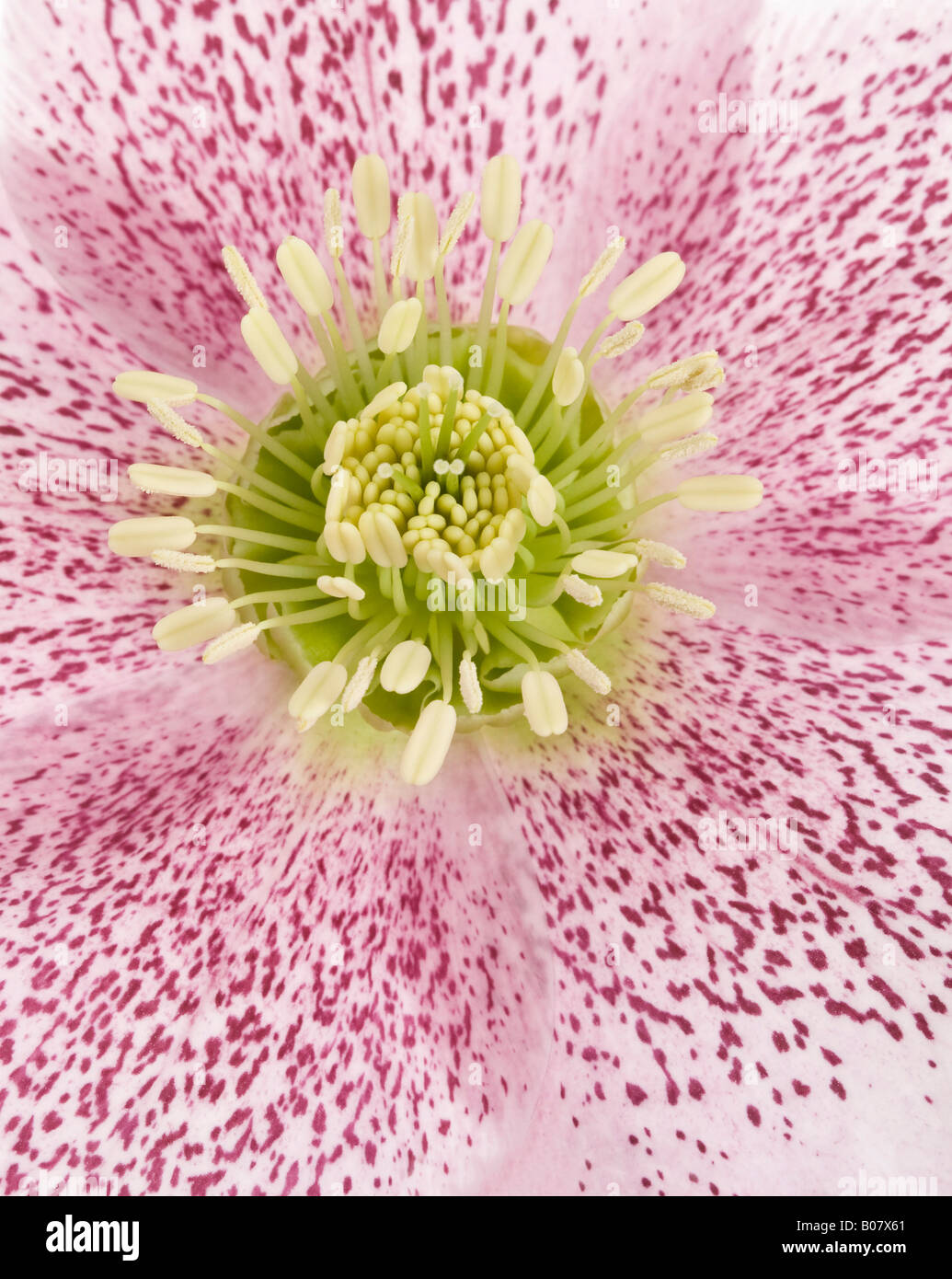 Hellebore Orientalis Flower Banque D'Images