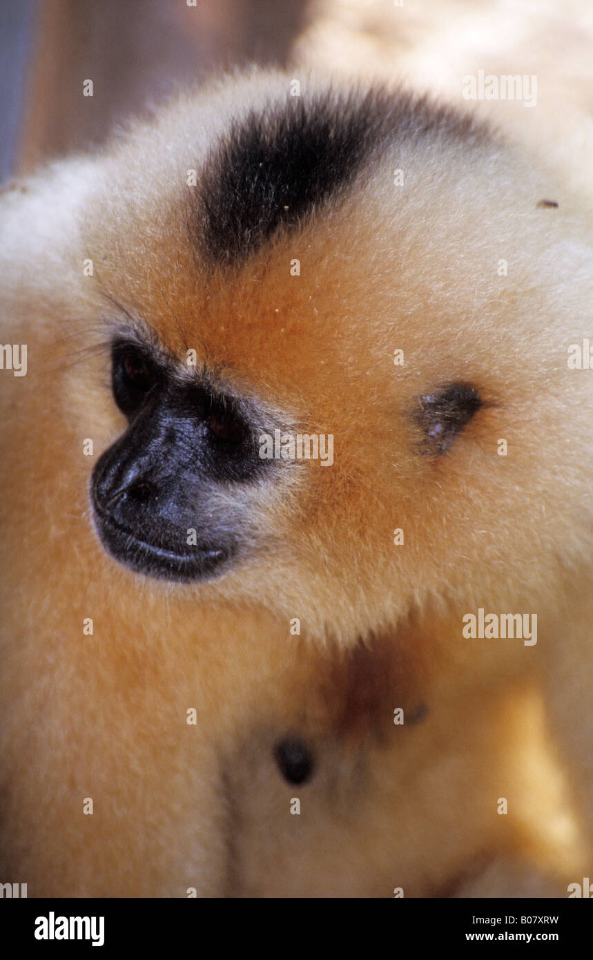 Gibbon à crête noire Cambodge Nomascus concolor Banque D'Images