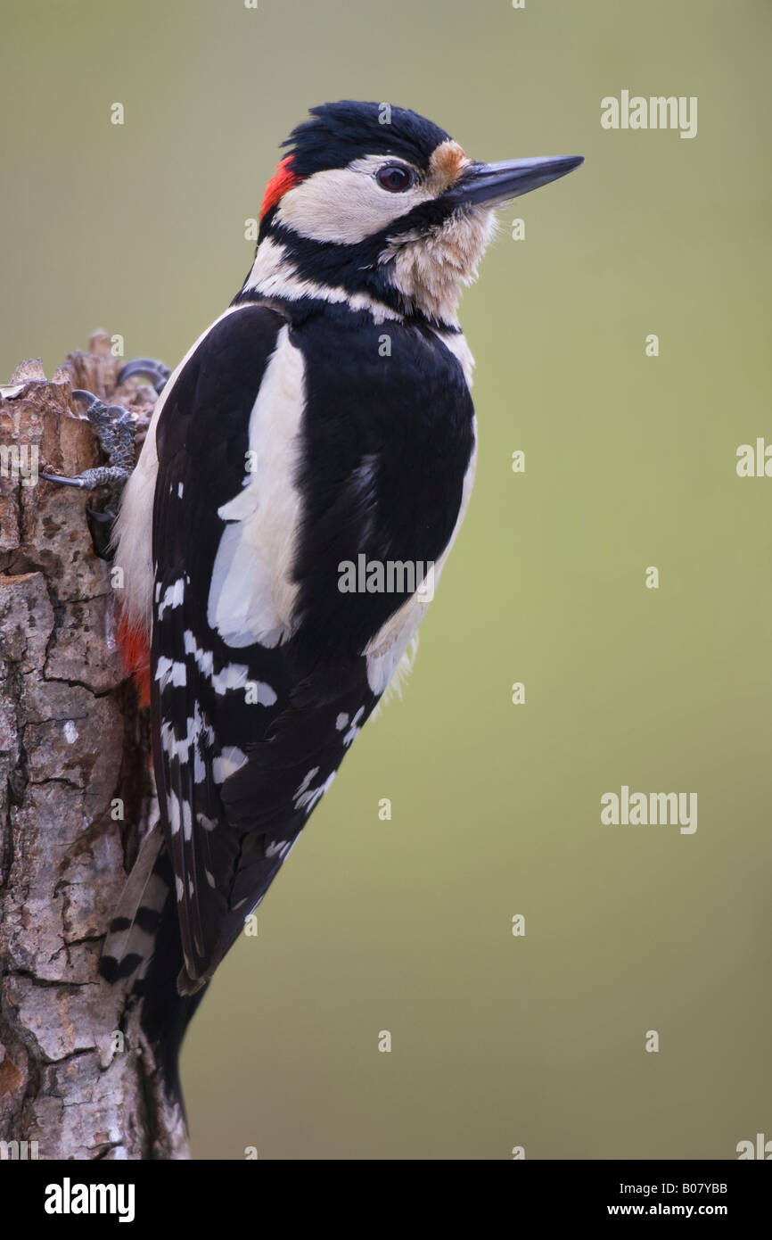 Pic épeiche mâle (Dendrocopos major) sur une souche d'arbre Banque D'Images