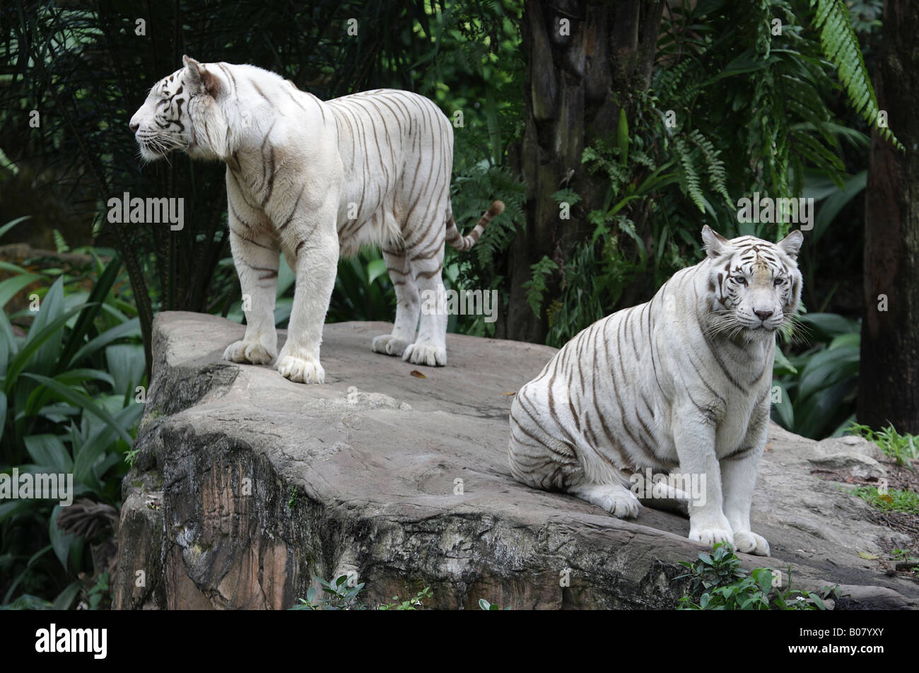 Paire de tigres blancs. Banque D'Images