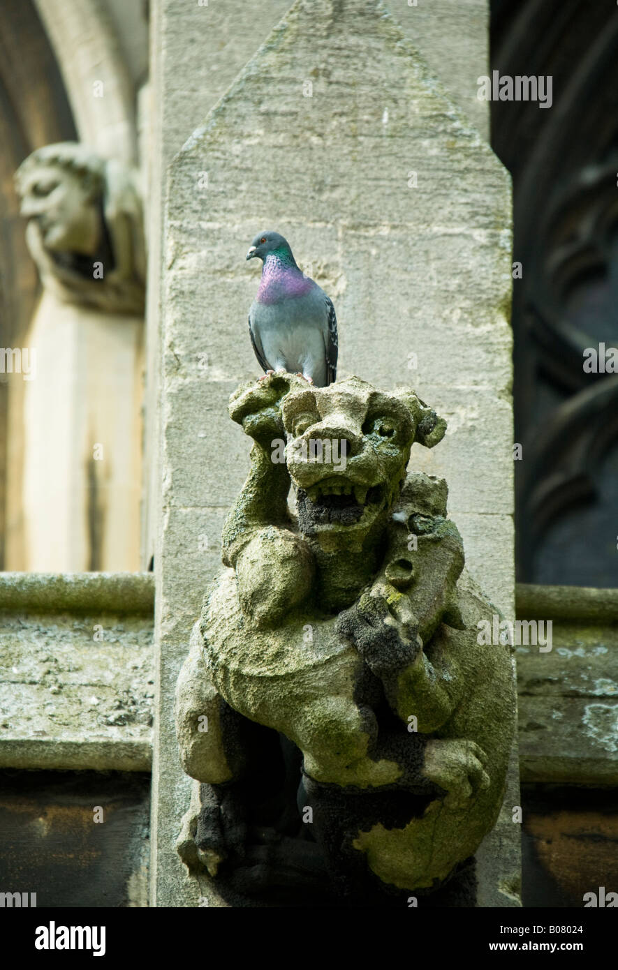 Pigeon (Columba livia) debout sur le toit de l'église autour de gargouille Banque D'Images