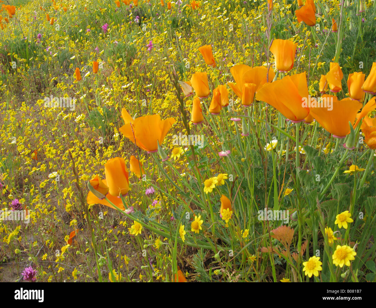 Fleurs sauvages de la Californie avec coquelicots de Californie. Banque D'Images