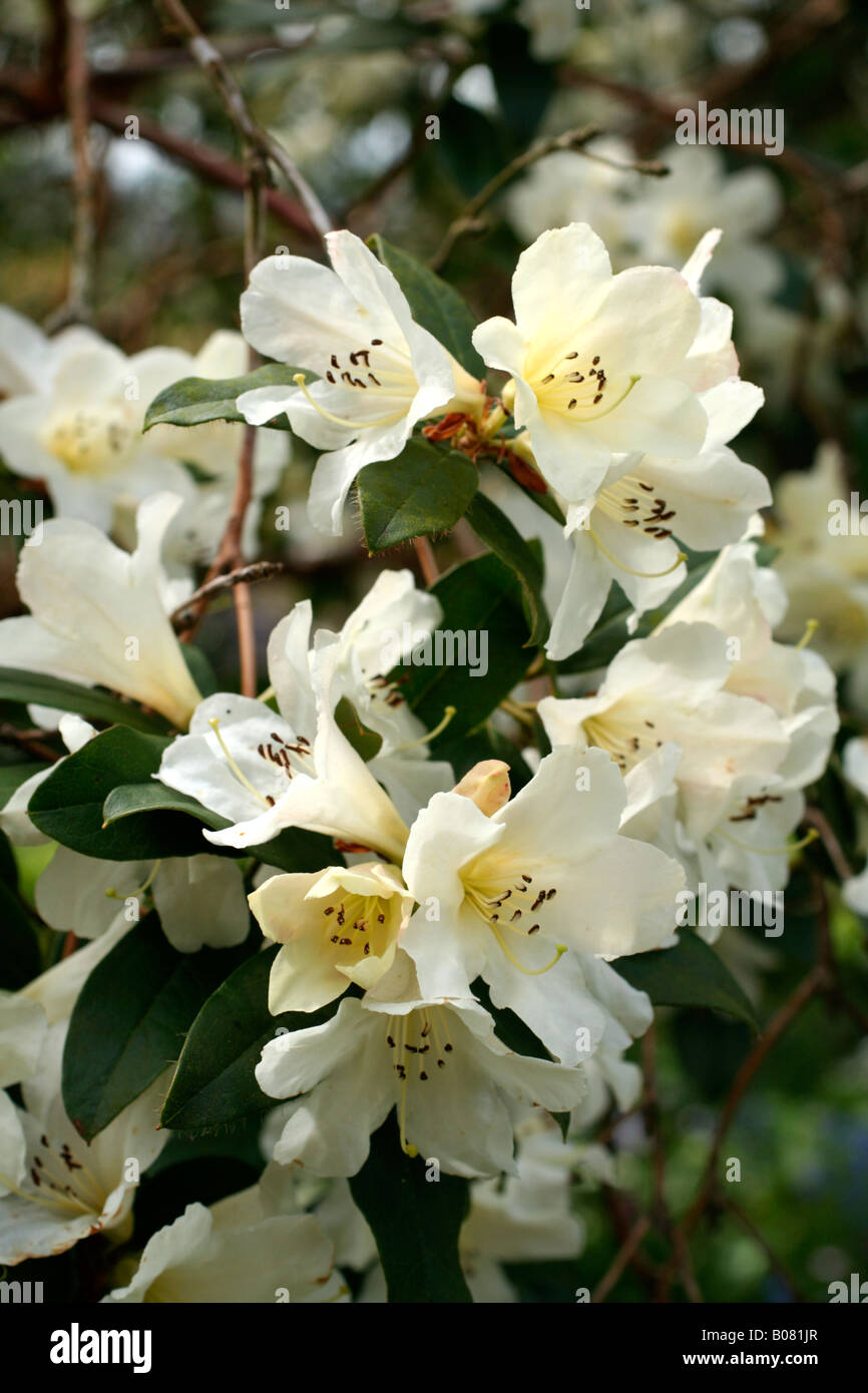 JOHNSTONEANUM RHODODENDRON Banque D'Images