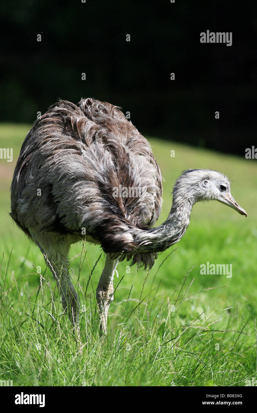 Nandou commun ( Rhea americana ) Banque D'Images Nandou commun ( Rhea americana ) Banque D'Images