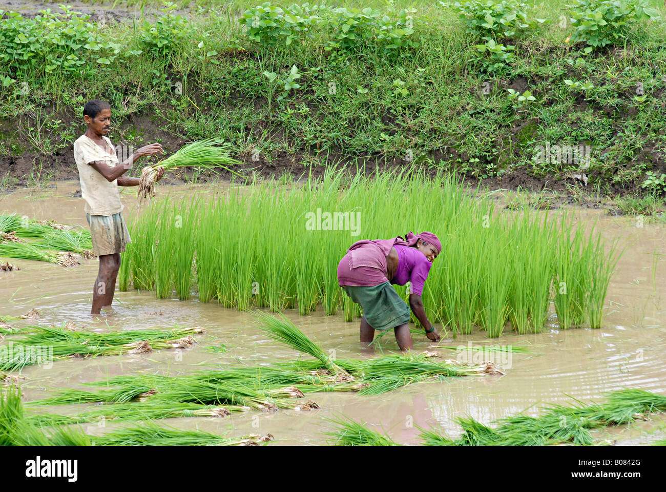 Quelques tribus de la récolte du riz. Banque D'Images