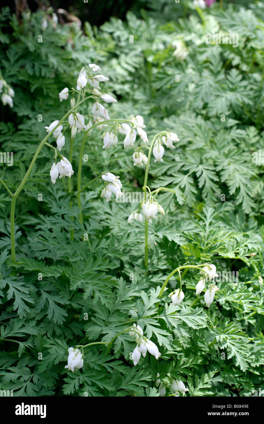 DICENTRA FORMOSA ALBA croissant sous les arbres feuillus Banque D'Images