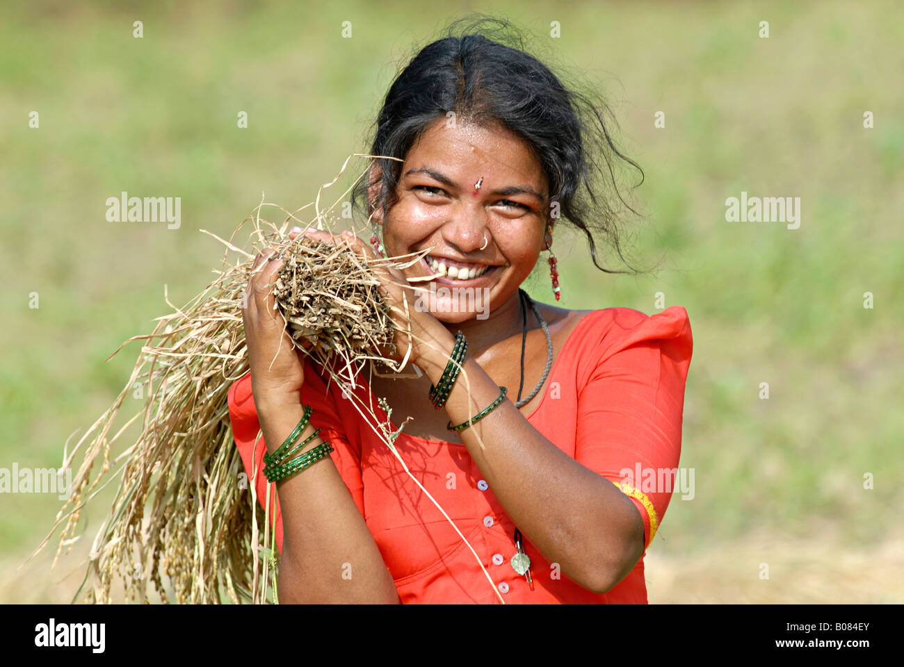Femmes avec des tiges de riz dans le champ de riz. Tribu Warli, Thane, Maharashtra, Inde. Visages ruraux de l'Inde Banque D'Images