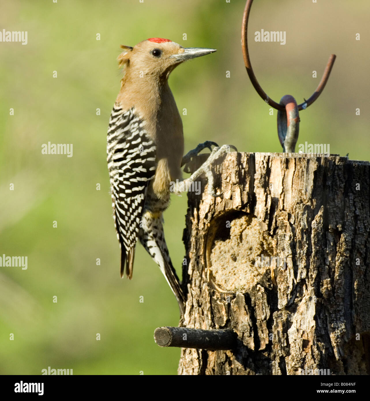 Woodpecker Melanerpes uropygialis Gila Banque D'Images