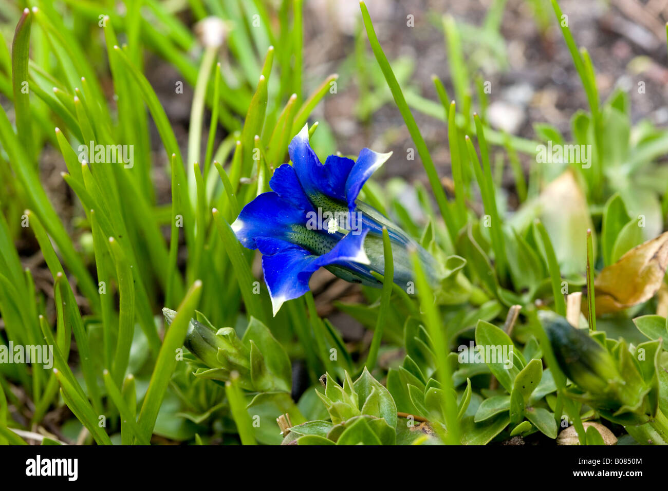 Gentiana acaulis Banque D'Images