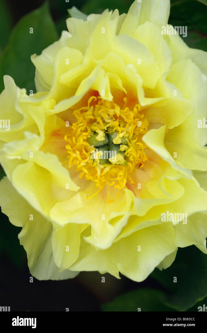 PAEONIA SUFFRUTICOSA PIVOINE ARBRE CIEL JAUNE Banque D'Images