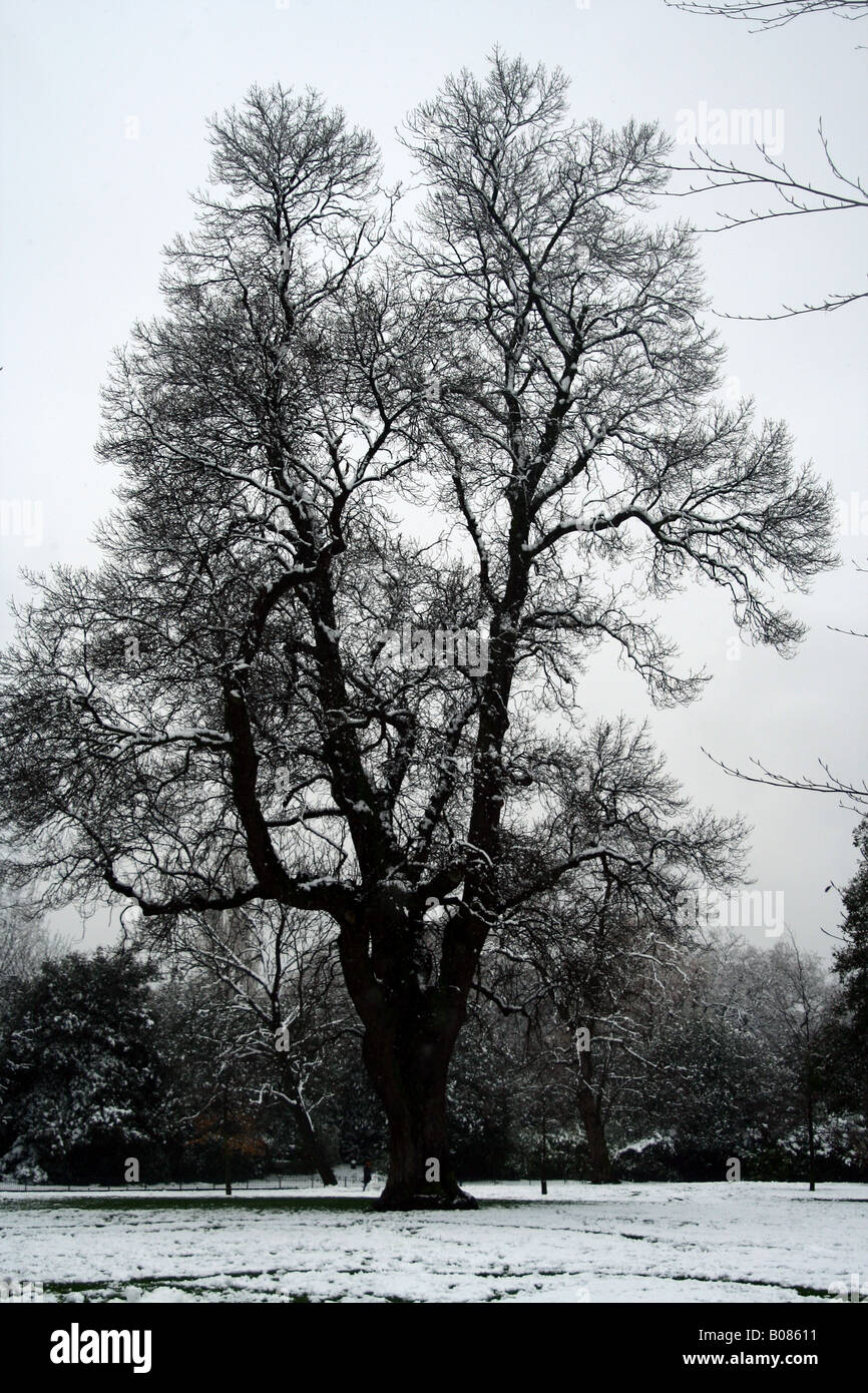 Arbre de chêne couvert de neige en hiver Banque D'Images