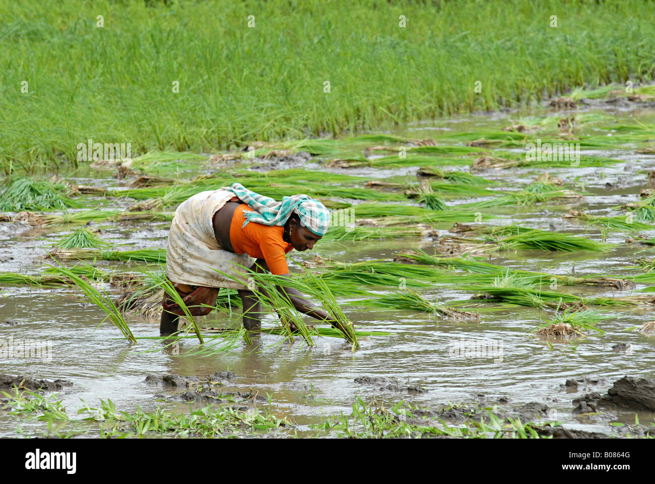 Femme Tribal Warli la récolte du riz. Banque D'Images