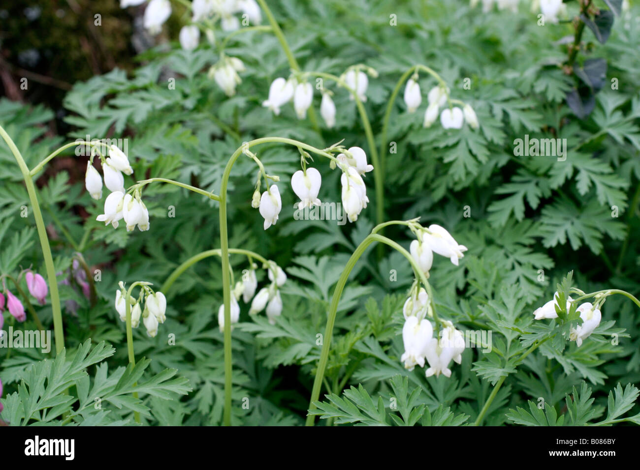 DICENTRA FORMOSA ALBA croissant sous les arbres feuillus Banque D'Images