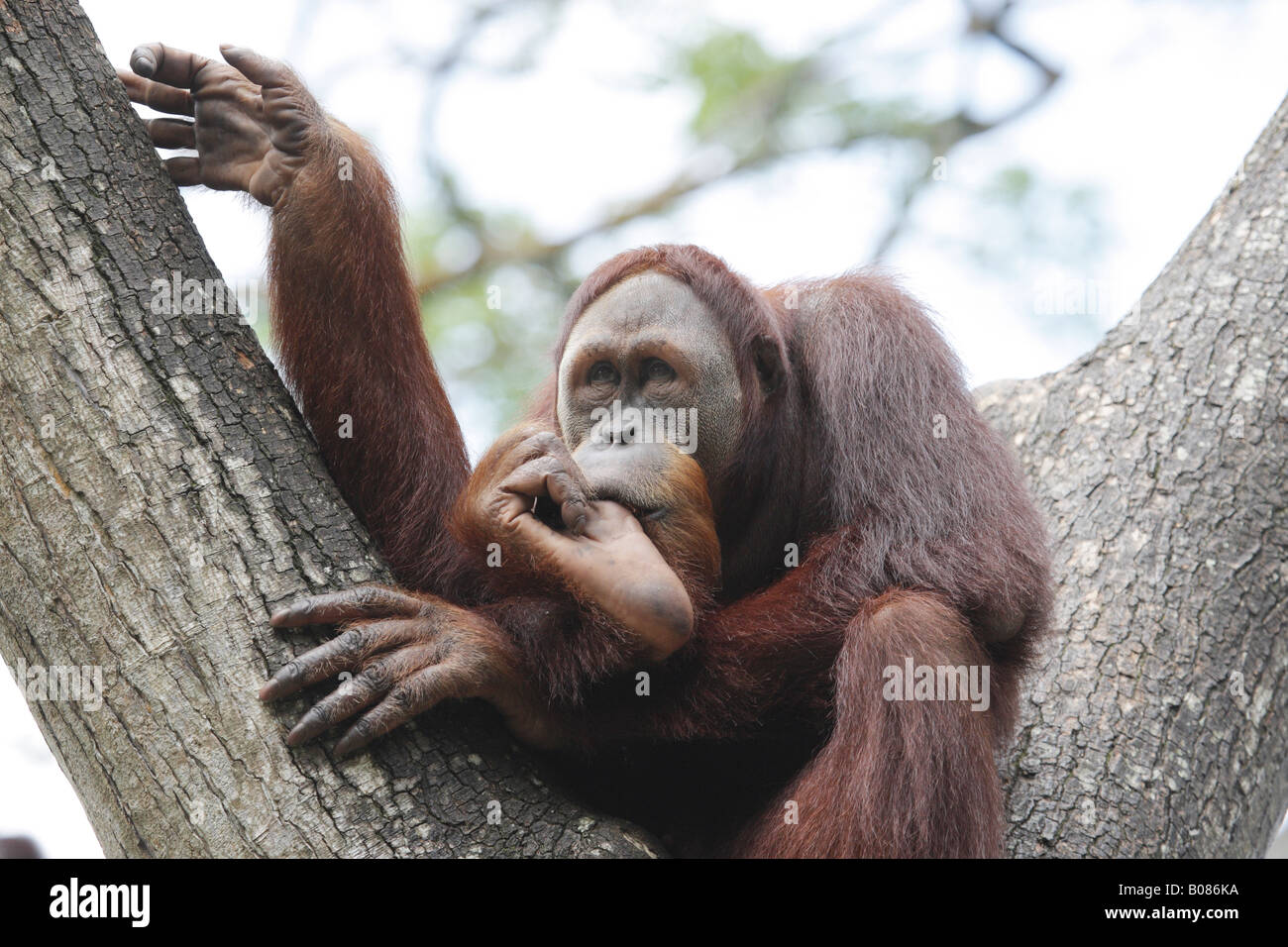 Orang-outan assis dans treefork suçant son pouce Banque D'Images
