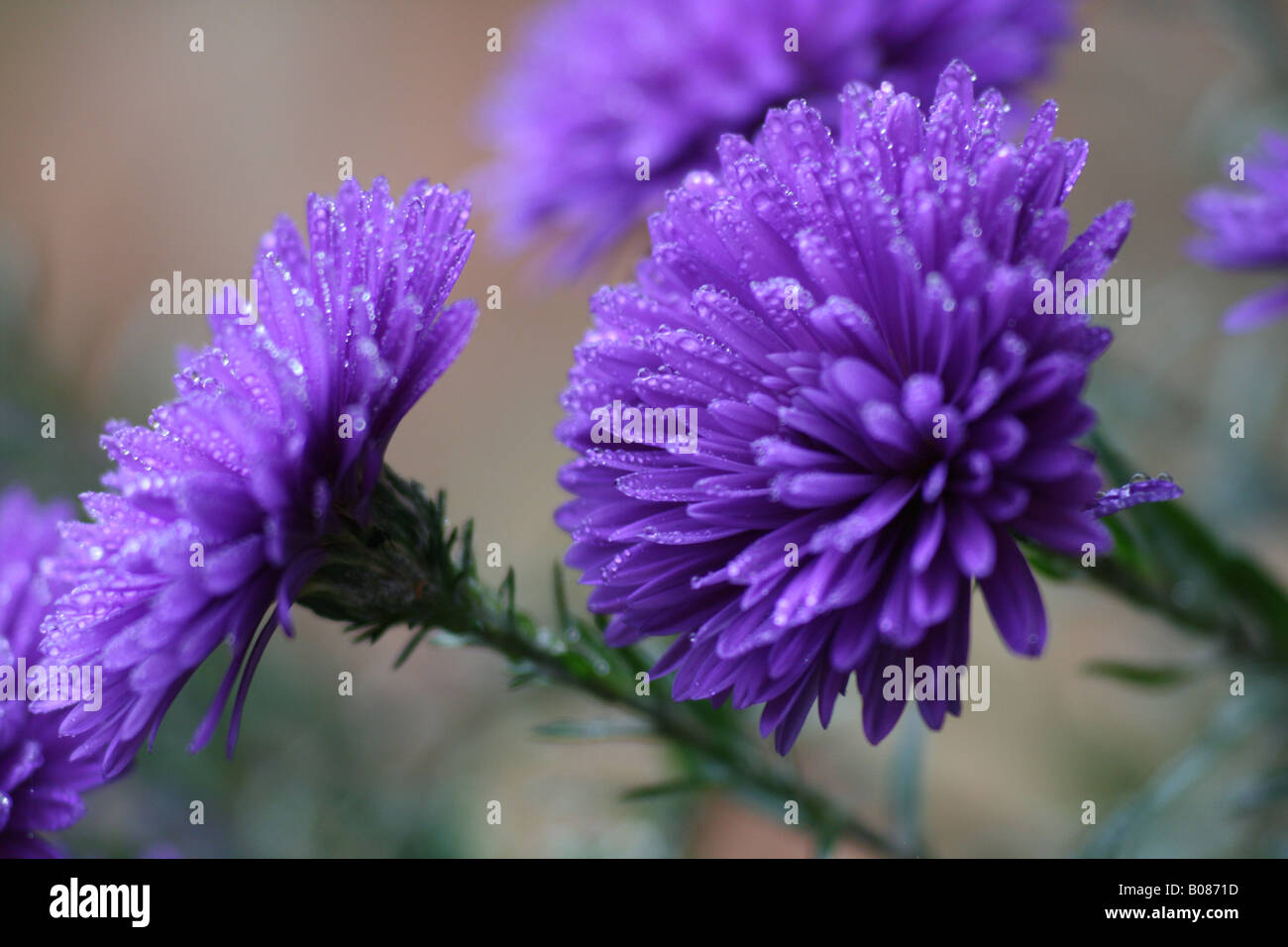 Fleurs violettes sous la pluie Banque D'Images