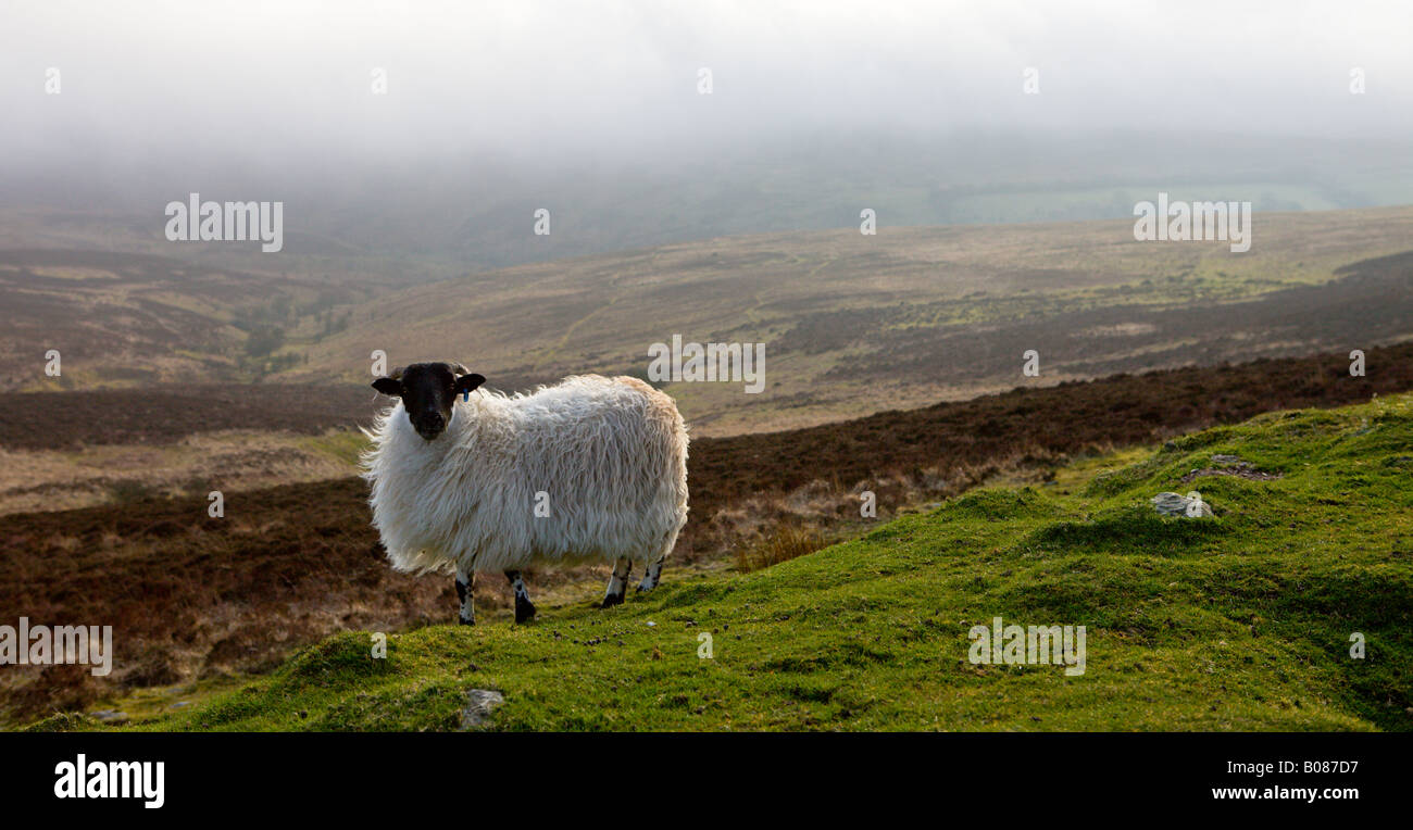 Les moutons sur la lande d'Exmoor capturés sous le brouillard de la mer près de Devon, Angleterre Banque D'Images
